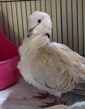 Update 73120 Dono is adopted and HOME Sweet senior dove Donovan -- 26 years old -- was surrende