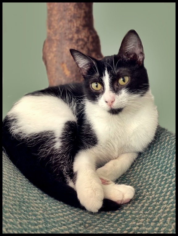 Holly, an adoptable Domestic Short Hair Mix in Lacon, IL_image-3