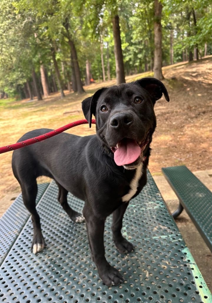 Dog for adoption Jackie, a Terrier & Black Labrador Retriever Mix in