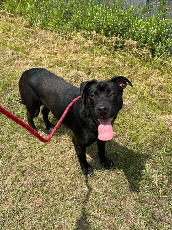 Dog for adoption Jackie, a Terrier & Black Labrador Retriever Mix in