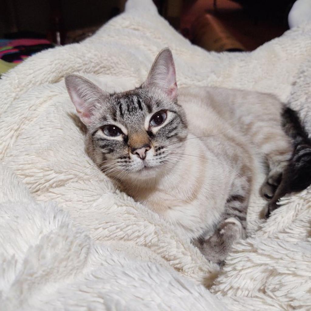 Sonny, an adoptable Siamese, Domestic Short Hair in Temecula, CA, 92591 | Photo Image 1