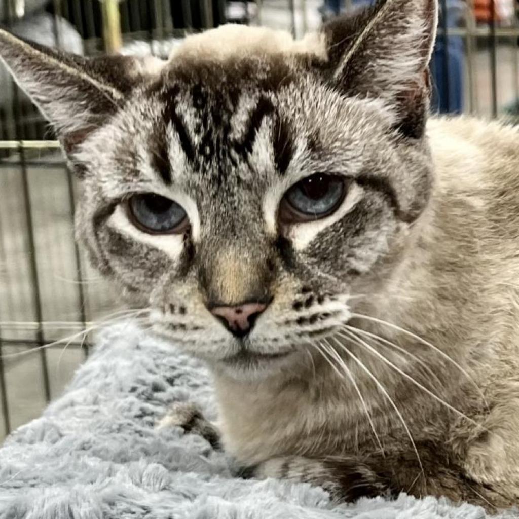 Sonny, an adoptable Siamese, Domestic Short Hair in Temecula, CA, 92591 | Photo Image 2