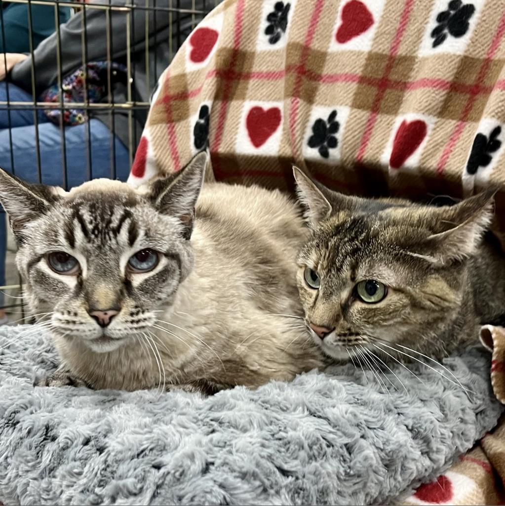 Sonny, an adoptable Siamese, Domestic Short Hair in Temecula, CA, 92591 | Photo Image 3