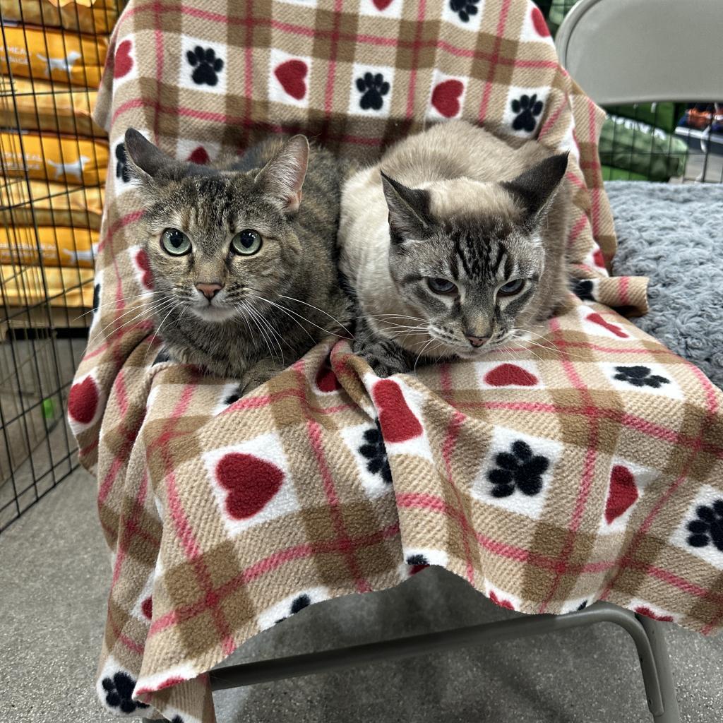 Sonny, an adoptable Siamese, Domestic Short Hair in Temecula, CA, 92591 | Photo Image 4