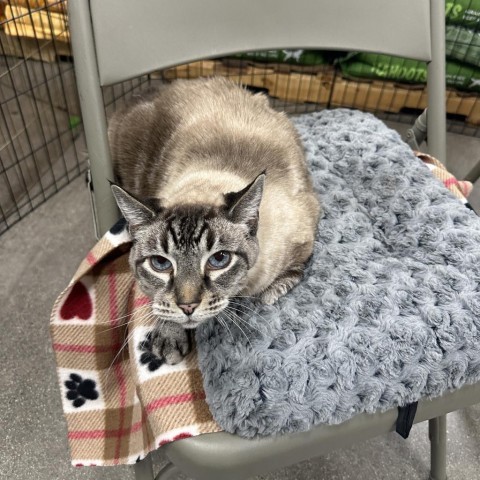 Sonny, an adoptable Siamese, Domestic Short Hair in Temecula, CA, 92591 | Photo Image 5