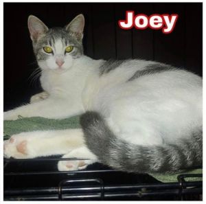 Joey  Domestic Short Hair Cat