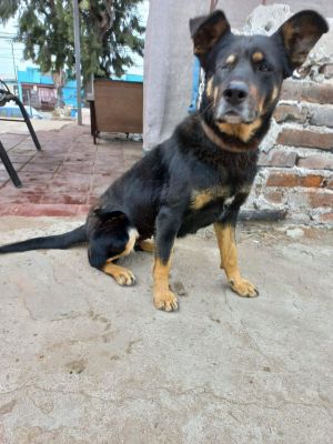Catalina, Adult Female unknown