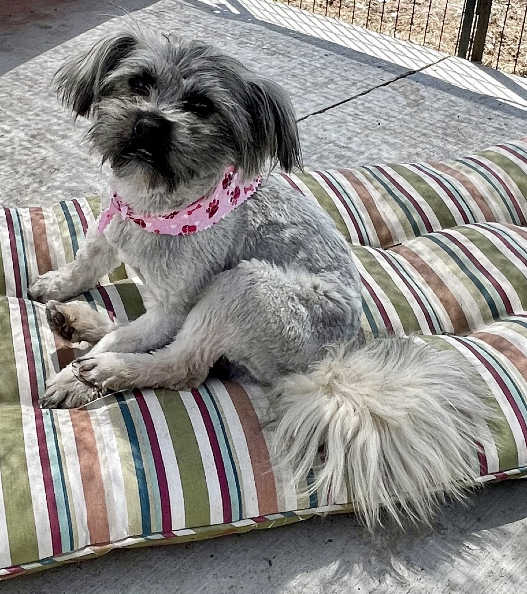 Maude, an adoptable Havanese in Luverne, MN, 56156 | Photo Image 1