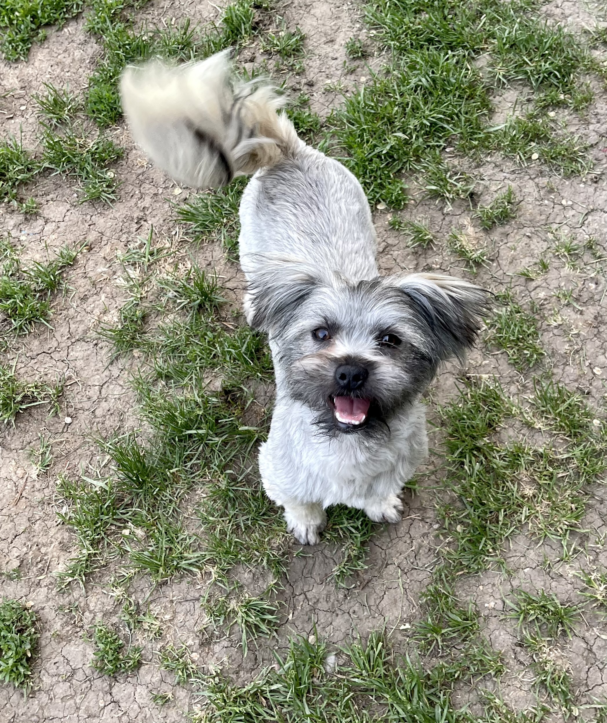 Maude, an adoptable Havanese in Luverne, MN, 56156 | Photo Image 2
