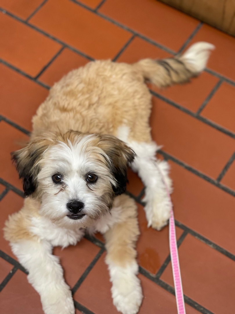 Maxine, an adoptable Havanese in Luverne, MN, 56156 | Photo Image 3