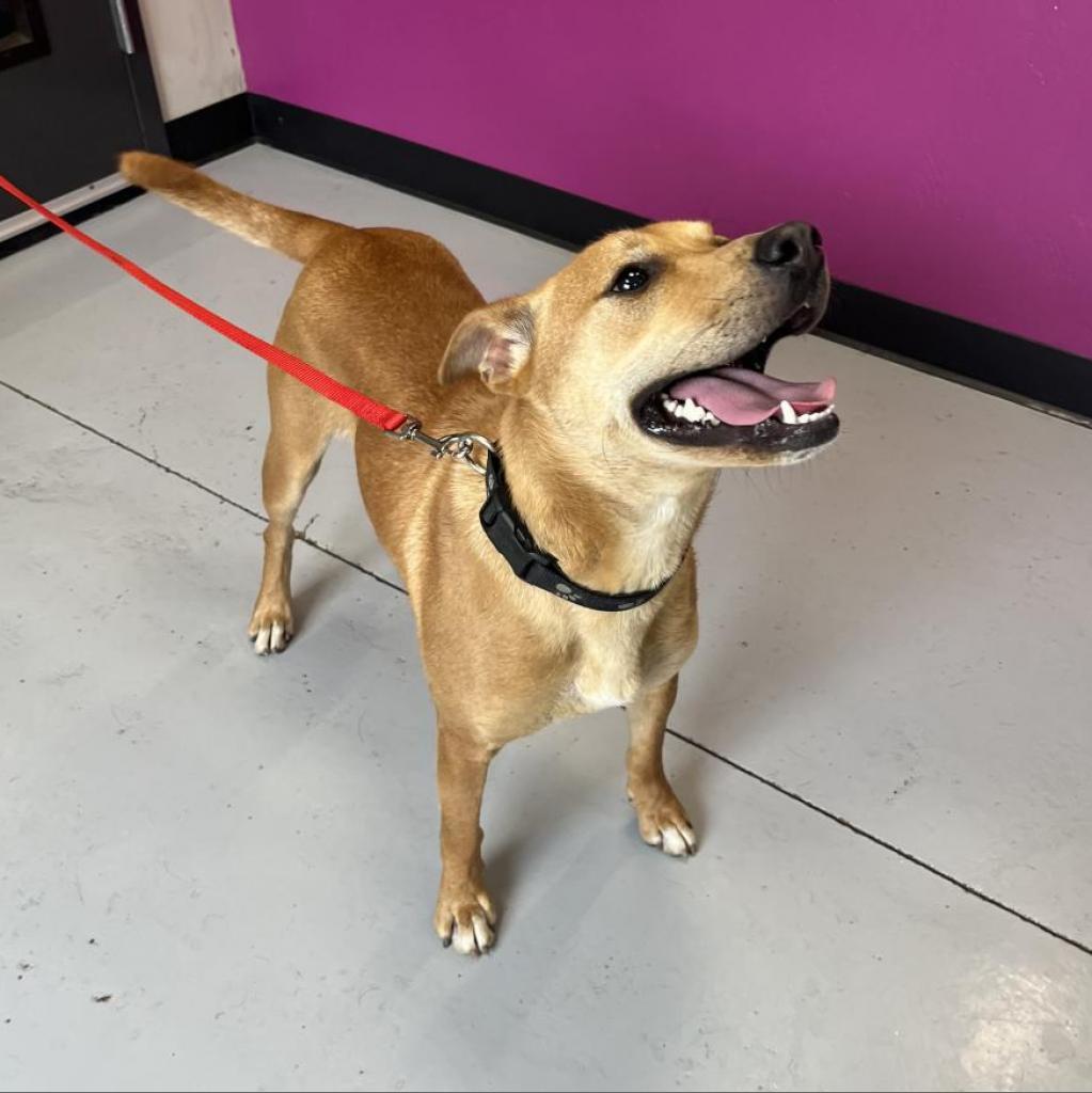 Cooper, an adoptable Shepherd in Ponca City, OK, 74604 | Photo Image 3