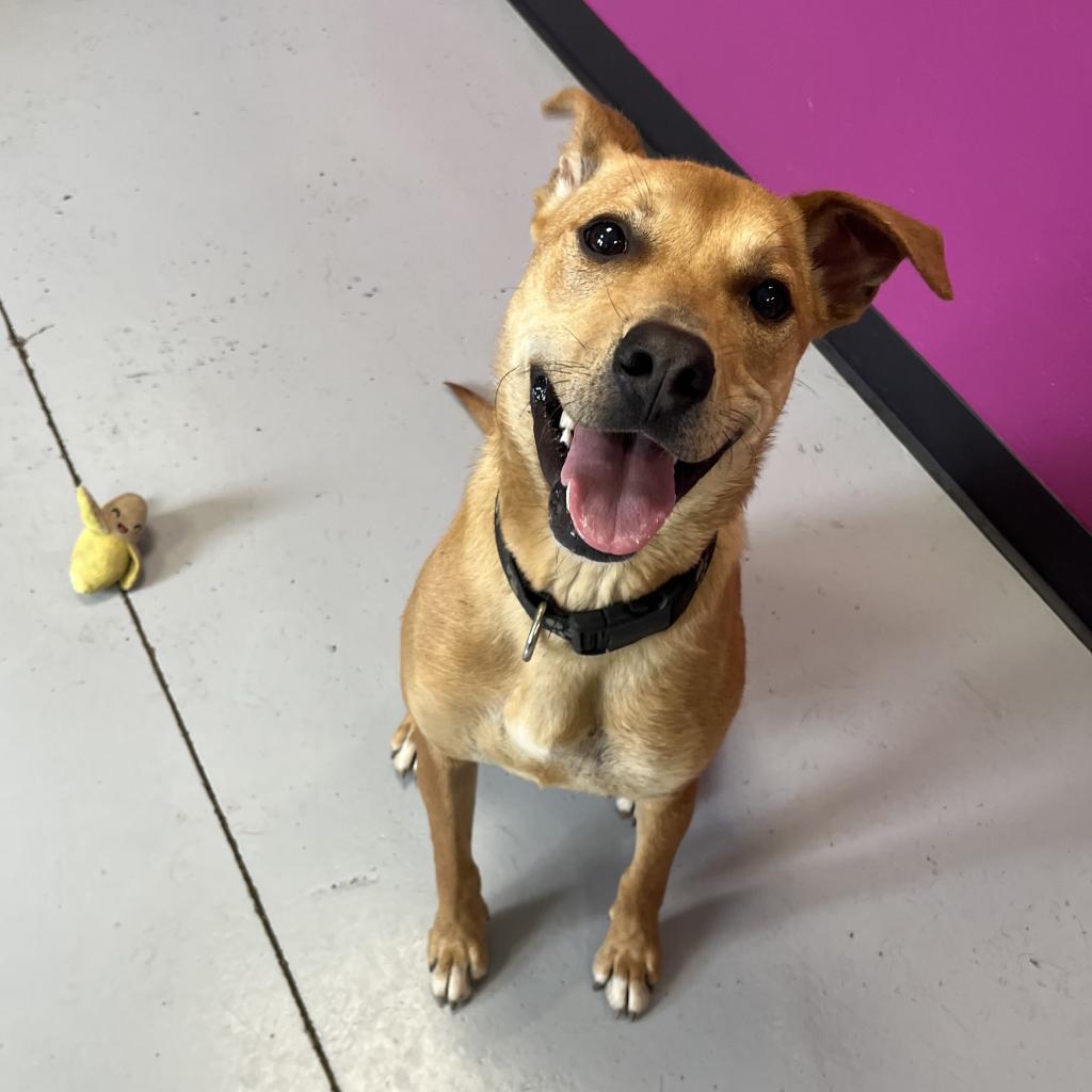 Cooper, an adoptable Shepherd in Ponca City, OK, 74604 | Photo Image 4