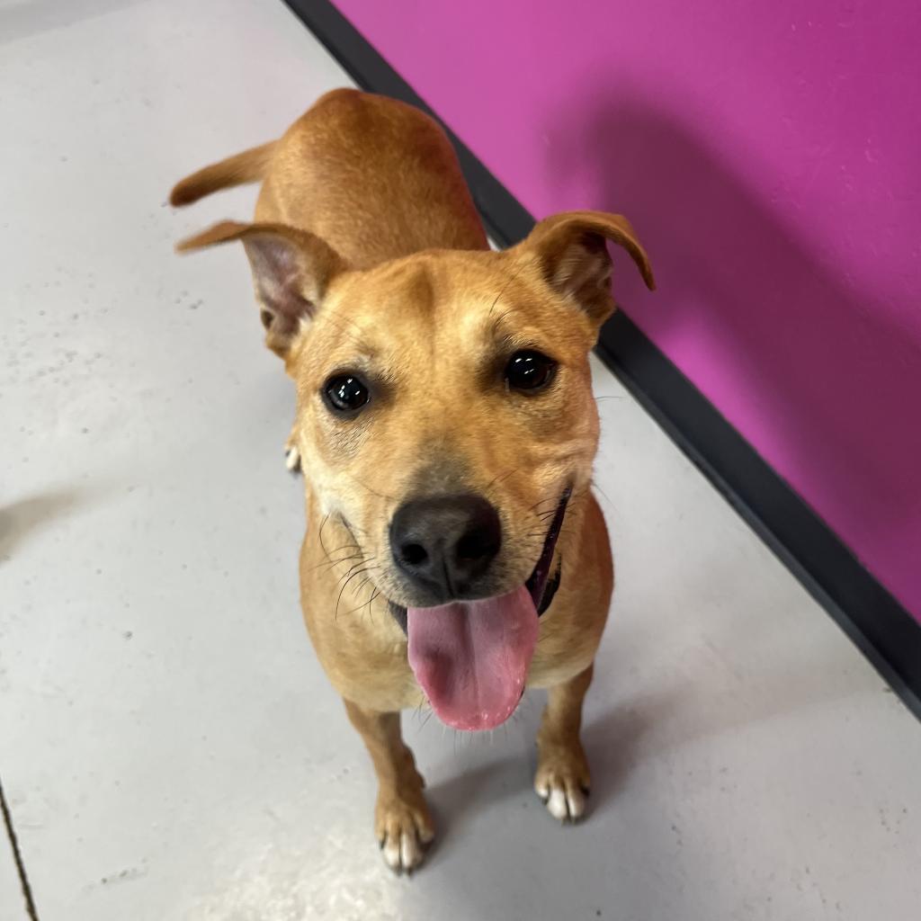 Cooper, an adoptable Shepherd in Ponca City, OK, 74604 | Photo Image 5