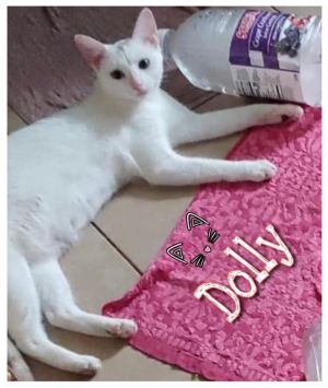 Dolly  Domestic Short Hair Cat