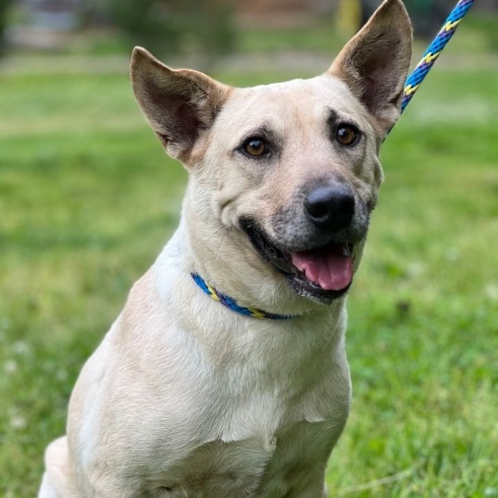 Dog for adoption - Josie, a Shepherd Mix in Hughesville, MD | Petfinder