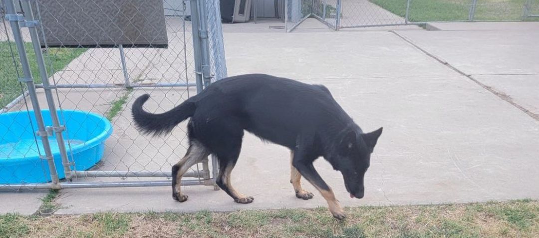 Zane, an adoptable German Shepherd Dog in Silverton, OR, 97381 | Photo Image 4
