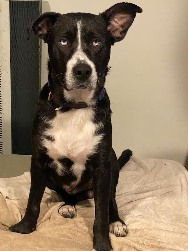 Black lab mixed with hot sale husky