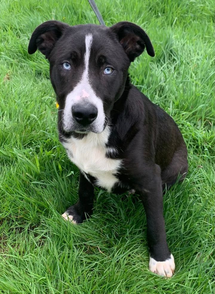 Black and white husky best sale lab mix