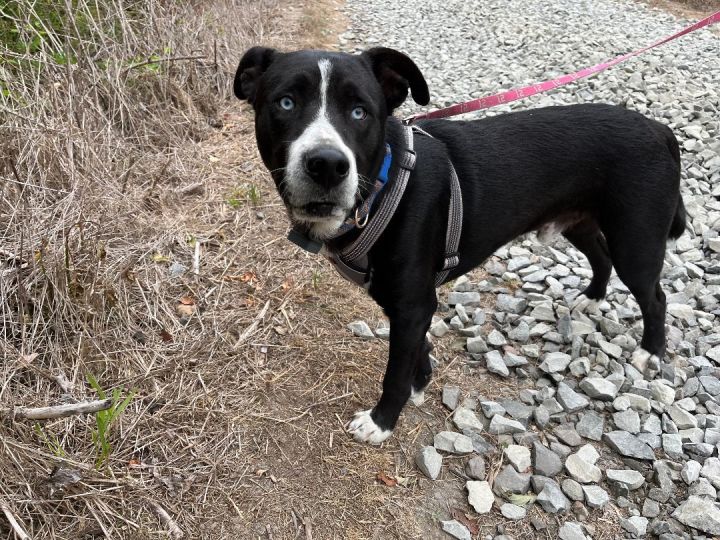 Dog For Adoption - Cole , A Siberian Husky & Black Labrador Retriever Mix  In Seattle, Wa | Petfinder