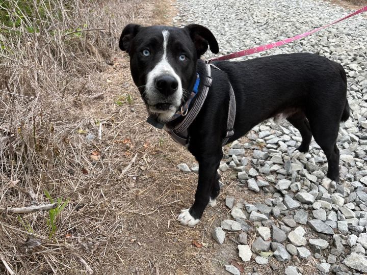 Siberian husky store black lab mix