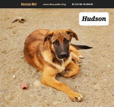 Labrador belgian hot sale malinois mix