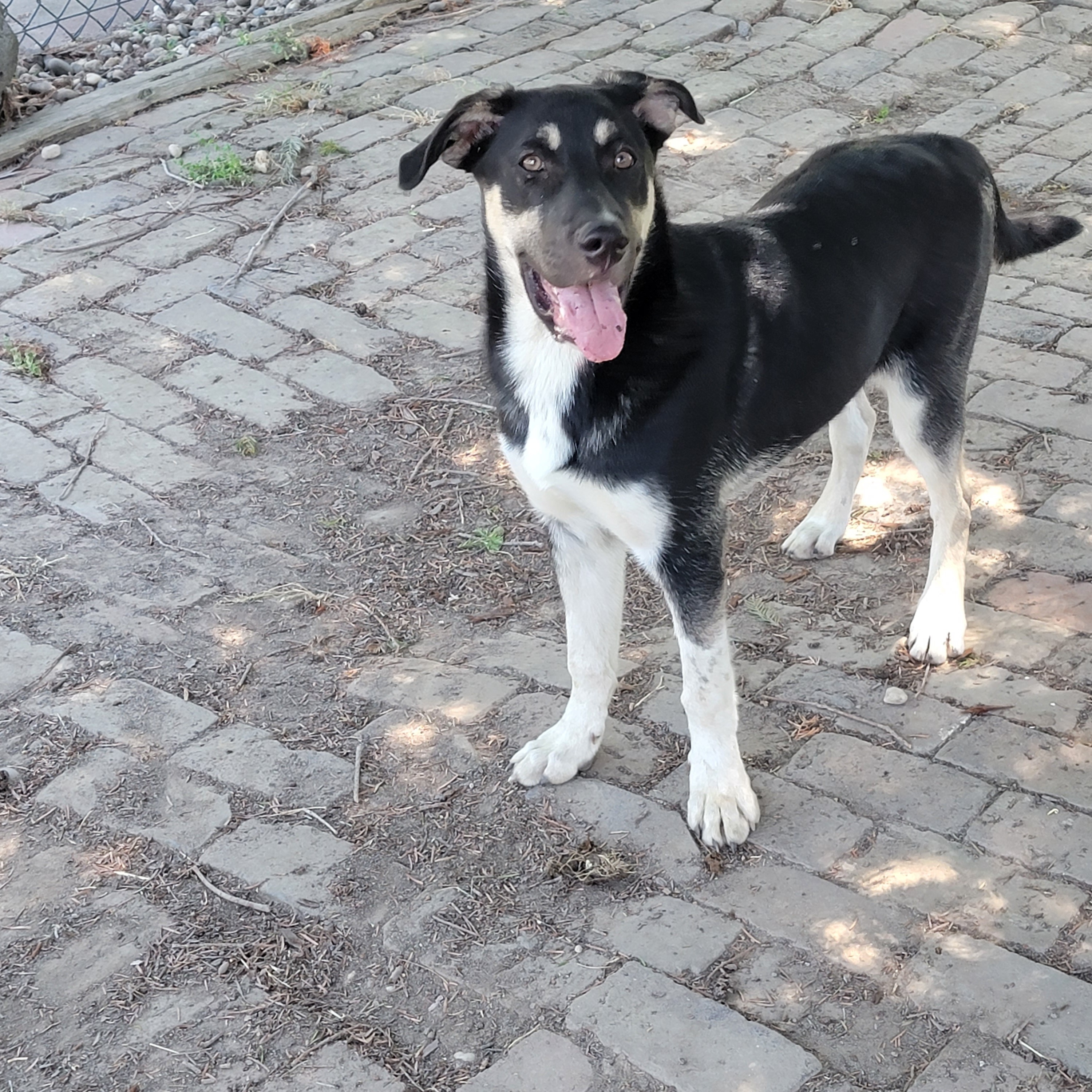 Bandit, an adoptable German Shepherd Dog in Silverton, OR, 97381 | Photo Image 1