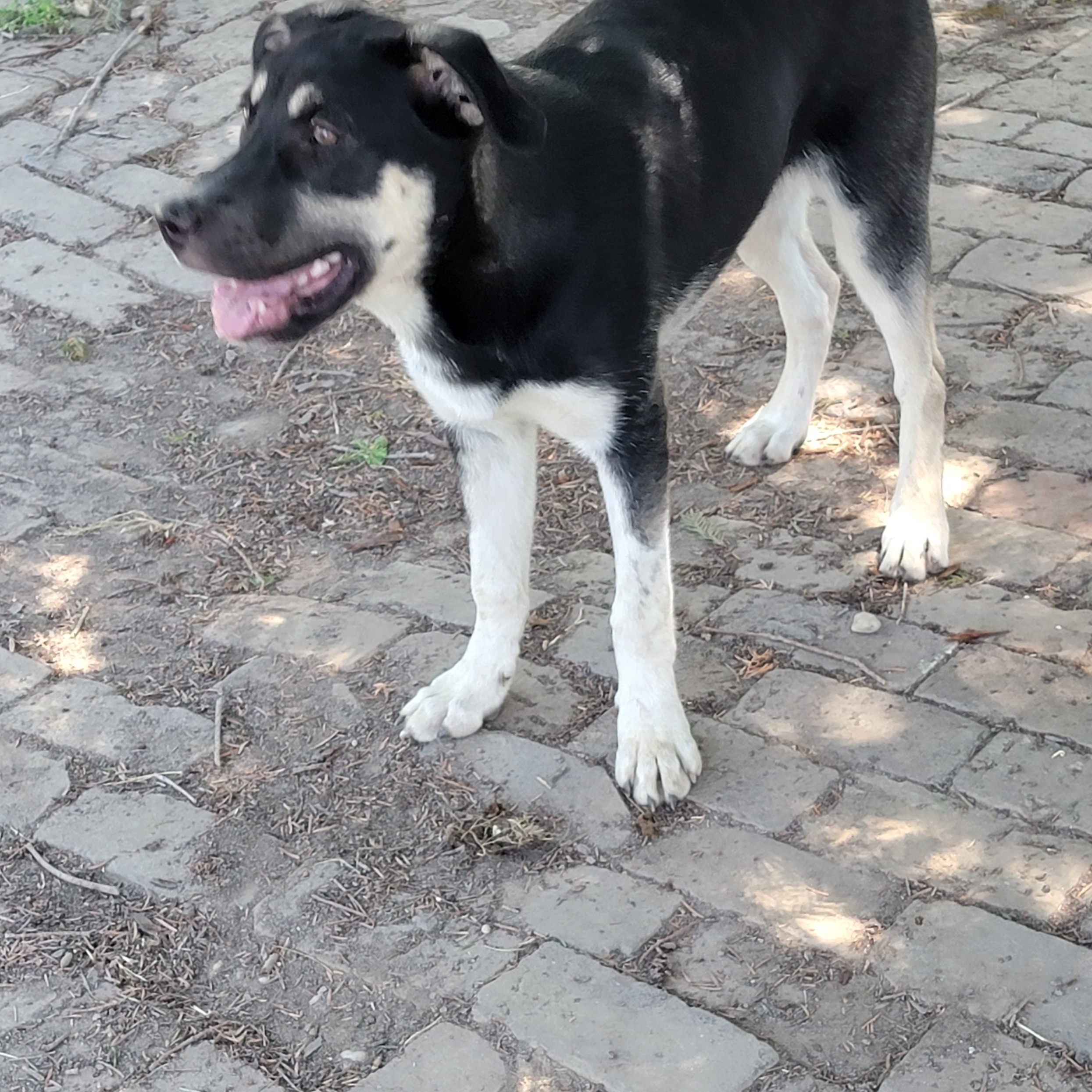 Bandit, an adoptable German Shepherd Dog in Silverton, OR, 97381 | Photo Image 2