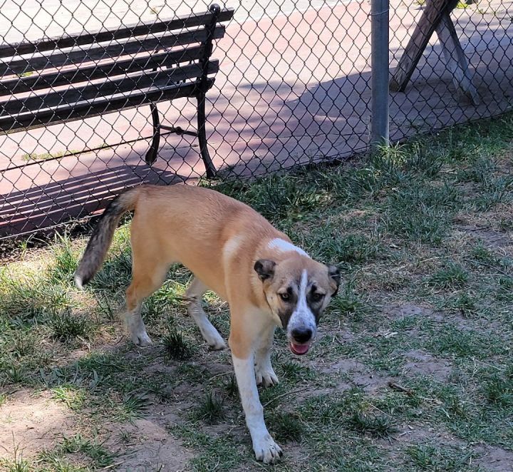 Dog for adoption Mitzie, a German Shepherd Dog Mix in Silverton, OR