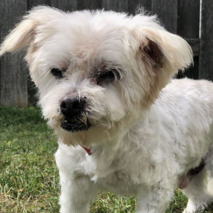 Maltese mix puppies for clearance adoption