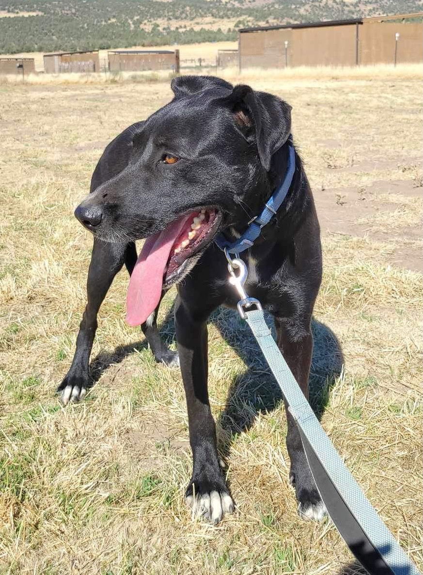 Ronnie, an adoptable Doberman Pinscher, Shepherd in Yreka, CA, 96097 | Photo Image 1