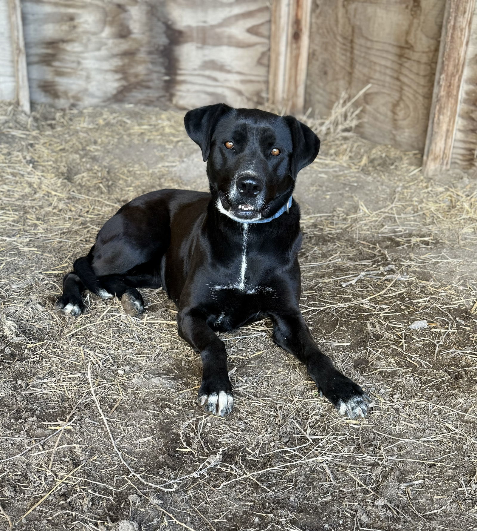 Ronnie, an adoptable Doberman Pinscher, Shepherd in Yreka, CA, 96097 | Photo Image 1