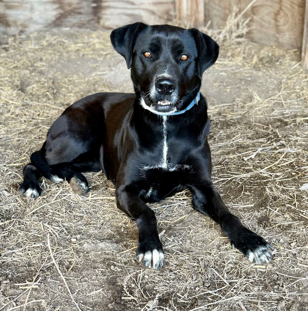 Ronnie, an adoptable Doberman Pinscher, Shepherd in Yreka, CA, 96097 | Photo Image 1