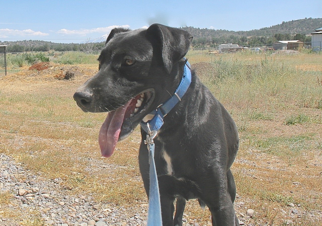 Ronnie, an adoptable Shepherd, Shar-Pei in Yreka, CA, 96097 | Photo Image 2