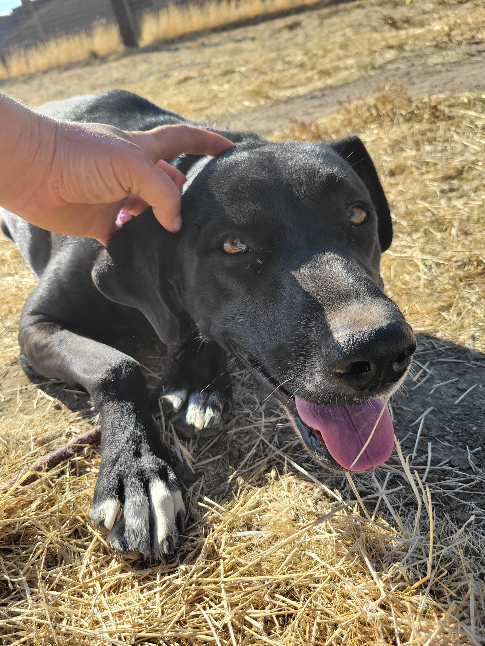 Ronnie, an adoptable Shepherd, Shar-Pei in Yreka, CA, 96097 | Photo Image 2