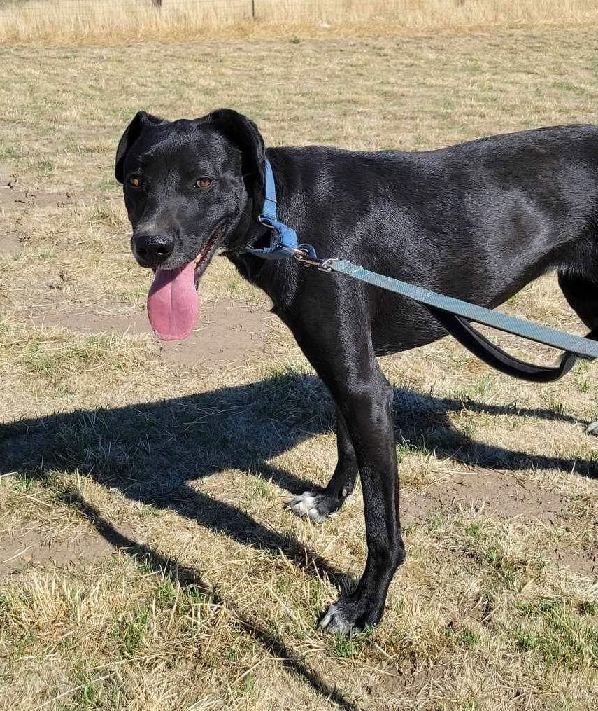 Ronnie, an adoptable Shepherd, Shar-Pei in Yreka, CA, 96097 | Photo Image 2