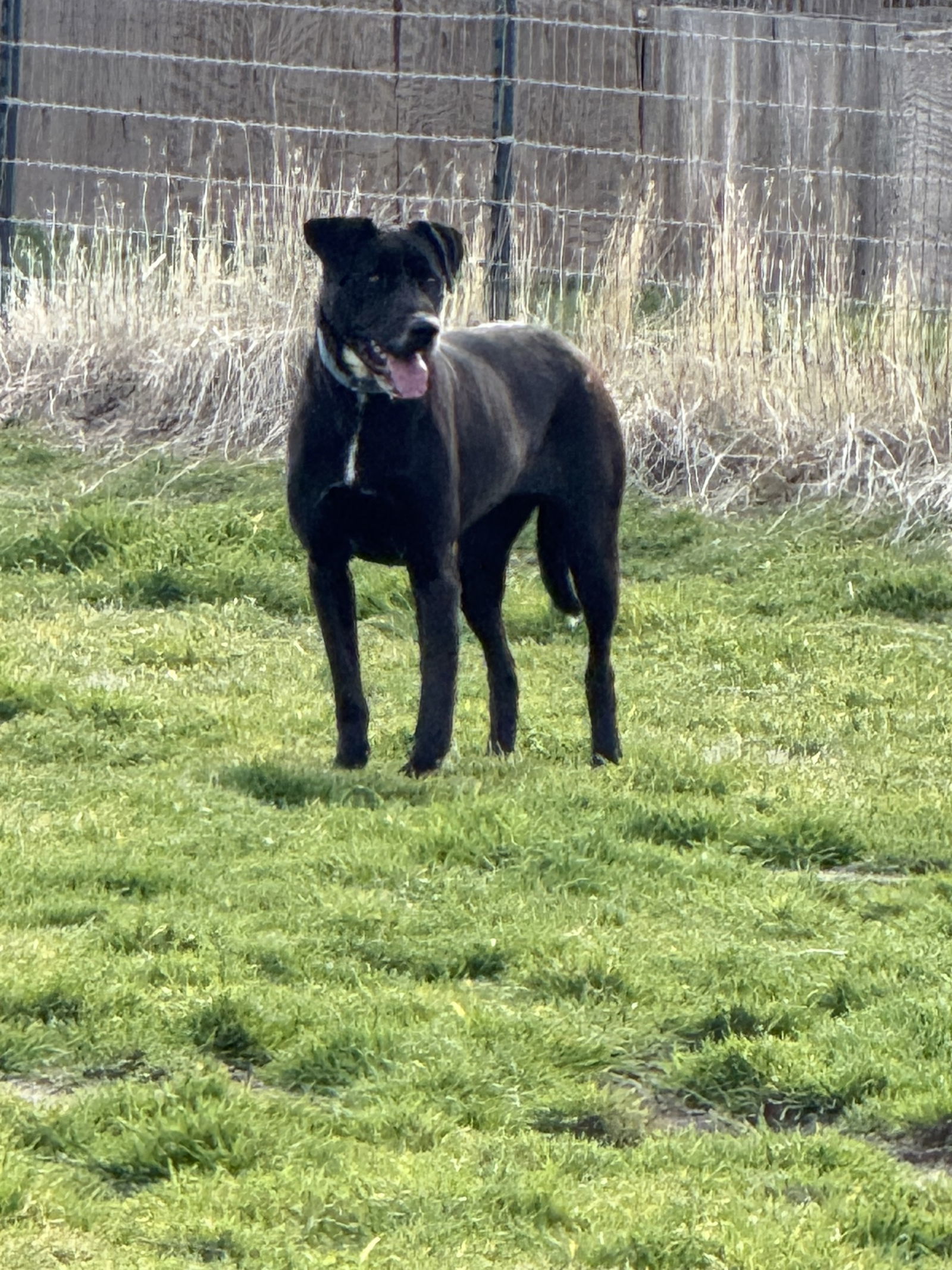 Ronnie, an adoptable Doberman Pinscher, Shepherd in Yreka, CA, 96097 | Photo Image 2
