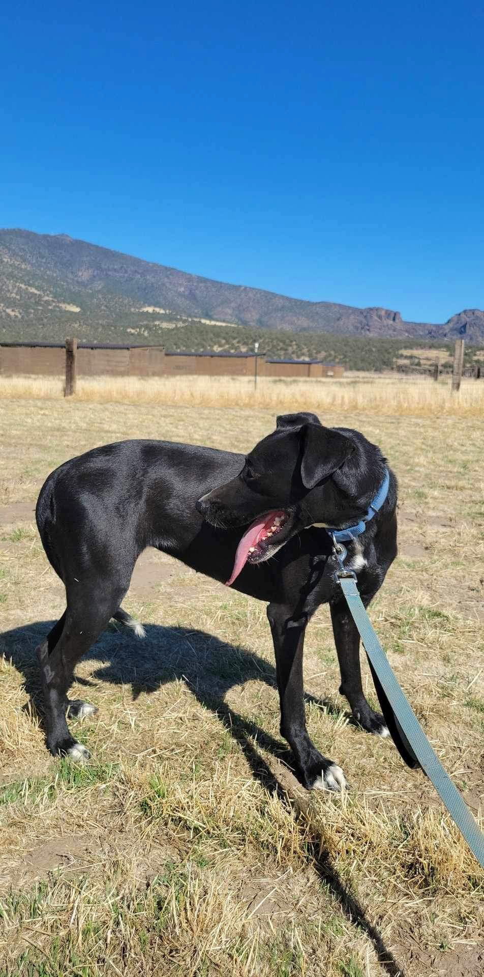 Ronnie, an adoptable Doberman Pinscher, Shepherd in Yreka, CA, 96097 | Photo Image 3