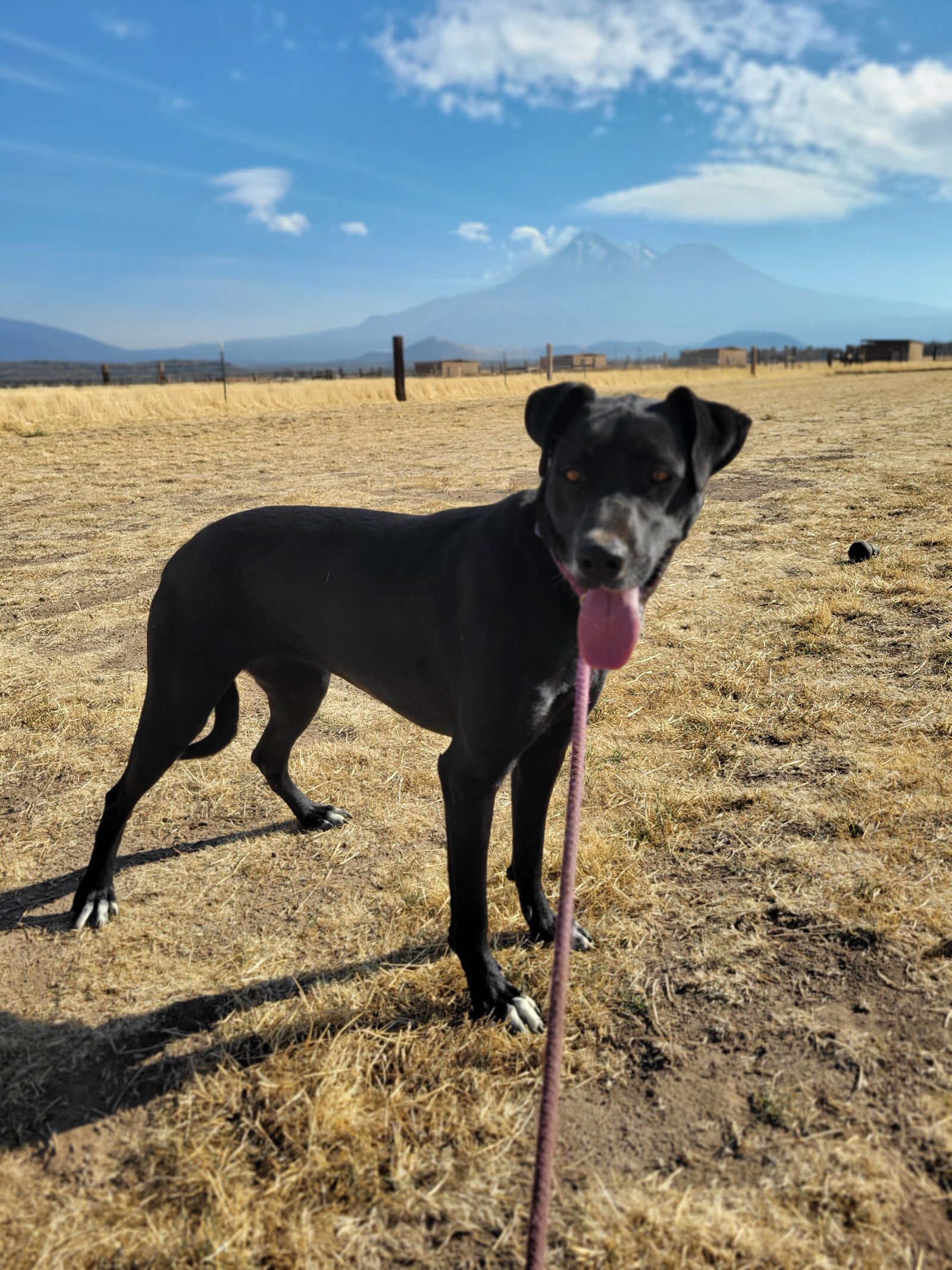 Ronnie, an adoptable Doberman Pinscher, Shepherd in Yreka, CA, 96097 | Photo Image 3