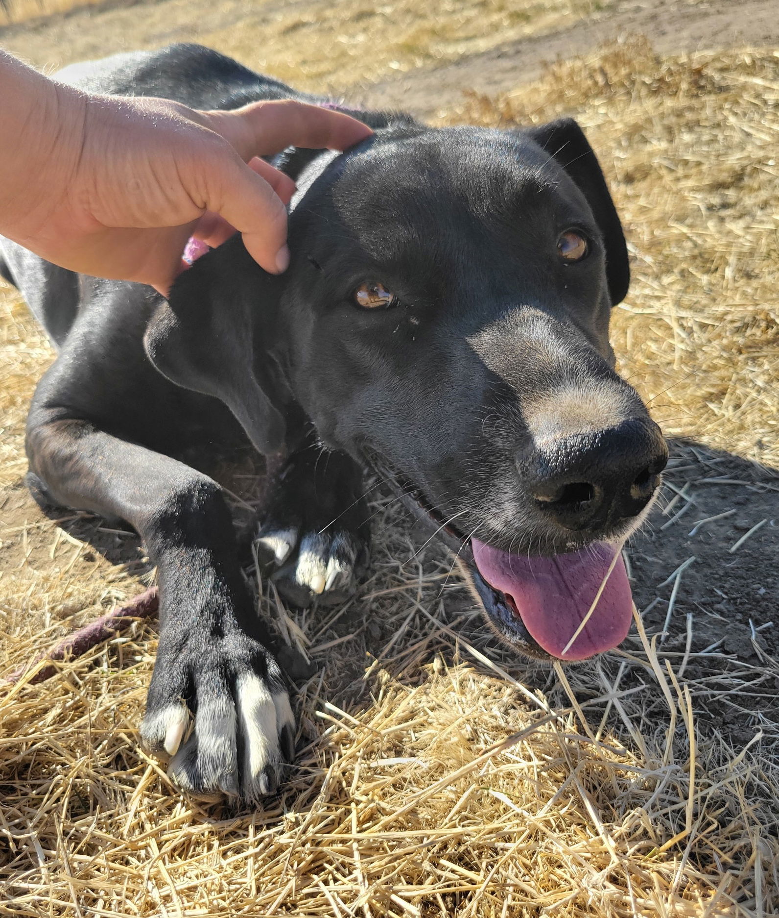 Ronnie, an adoptable Doberman Pinscher, Shepherd in Yreka, CA, 96097 | Photo Image 3