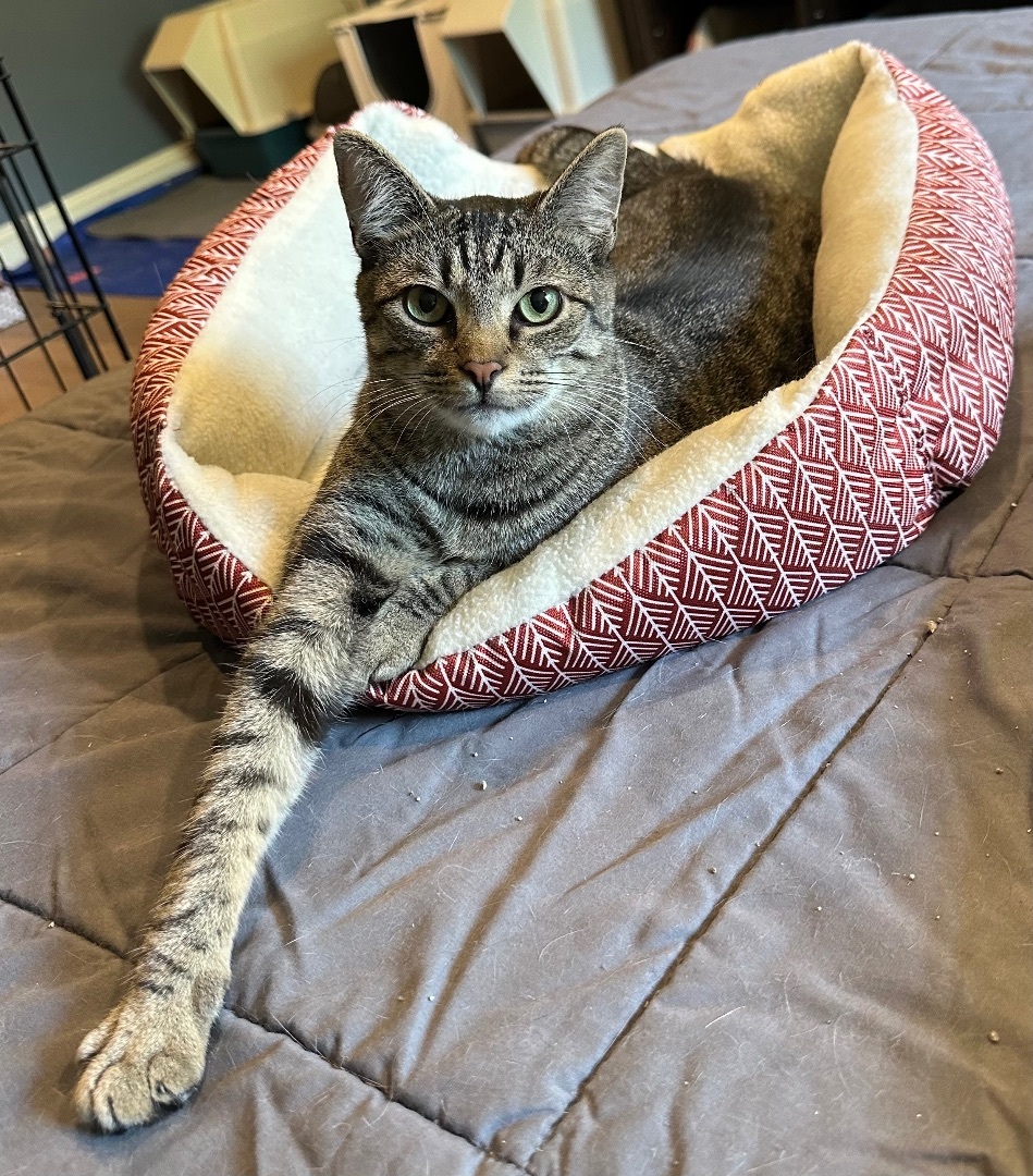 Cat for adoption Atticus , a Domestic Short Hair in Philadelphia, PA