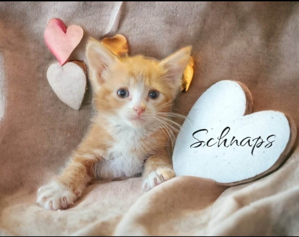 Schnaps, an adoptable Domestic Medium Hair in El Dorado, AR, 71730 | Photo Image 1