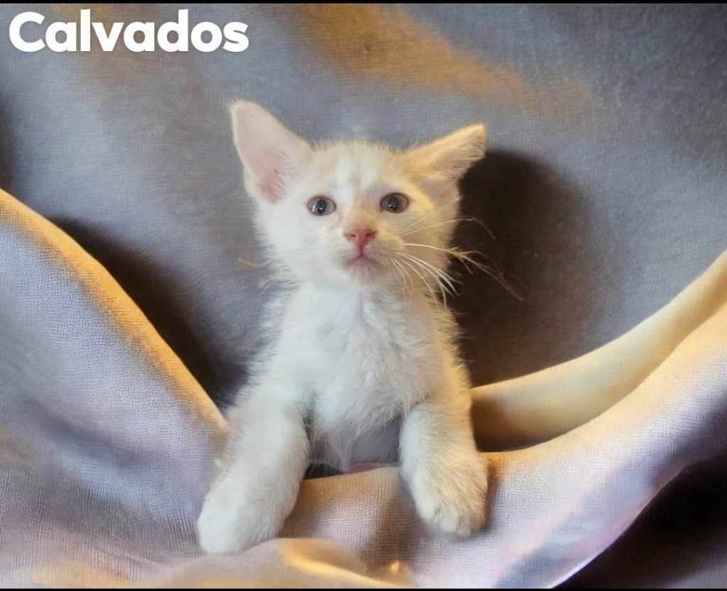 Calvados, an adoptable Domestic Medium Hair in El Dorado, AR, 71730 | Photo Image 1