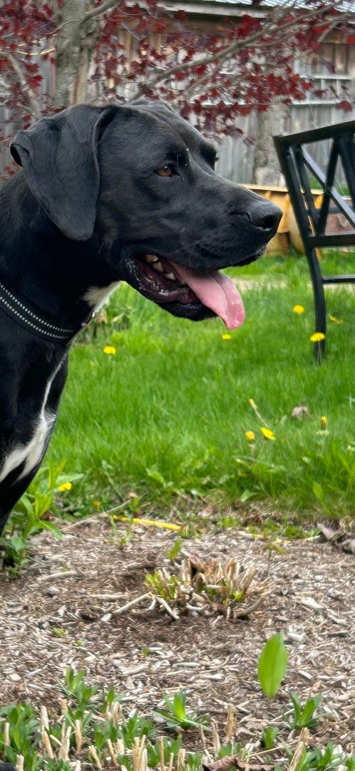 Smokey, an adoptable Pointer, Black Labrador Retriever in Glover, VT, 05839 | Photo Image 3