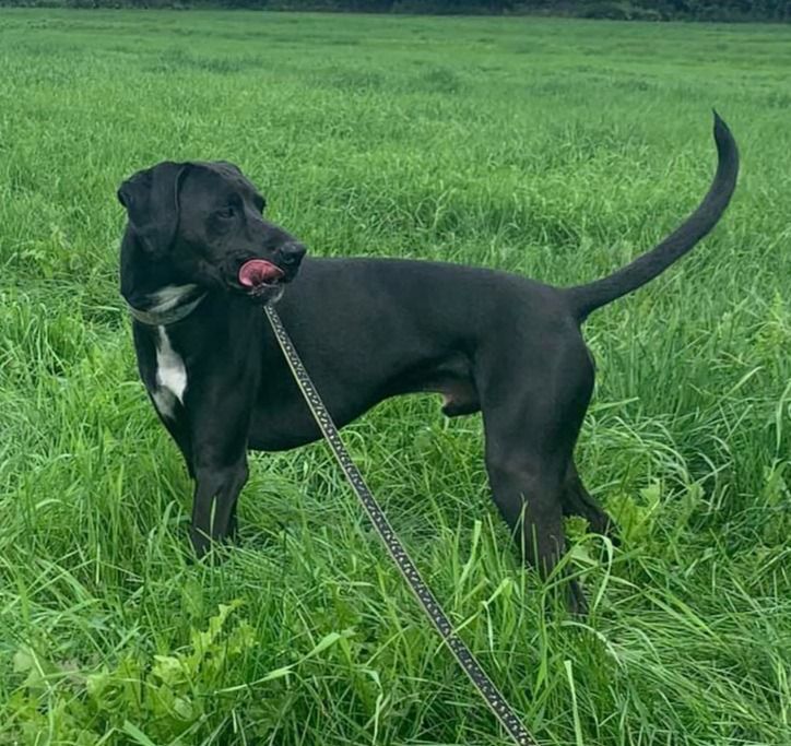 Smokey, an adoptable Pointer, Black Labrador Retriever in Glover, VT, 05839 | Photo Image 1
