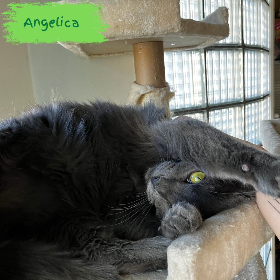 Angelica, an adoptable Domestic Short Hair in Laramie, WY, 82073 | Photo Image 1