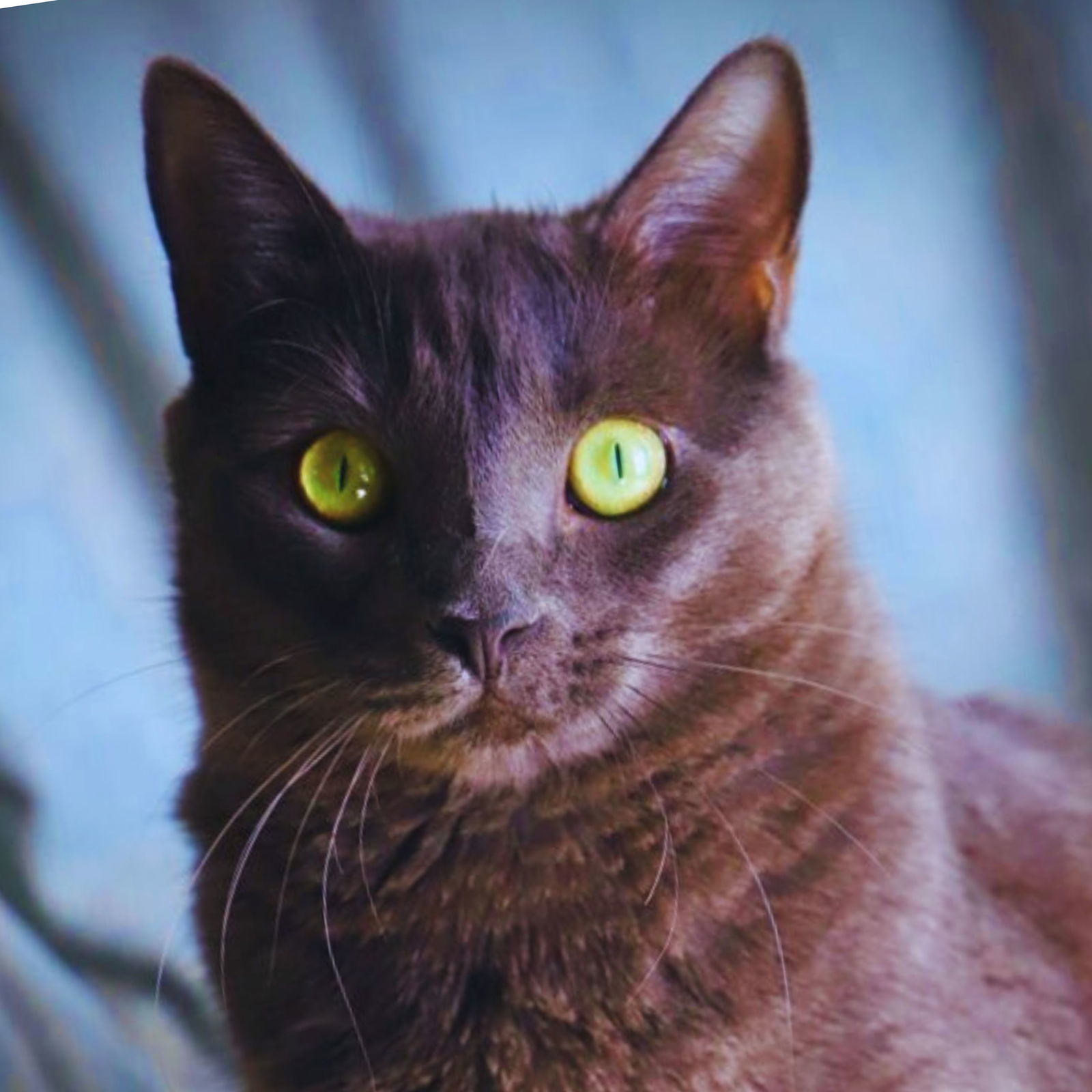 Angelica, an adoptable Domestic Short Hair in Laramie, WY, 82073 | Photo Image 1