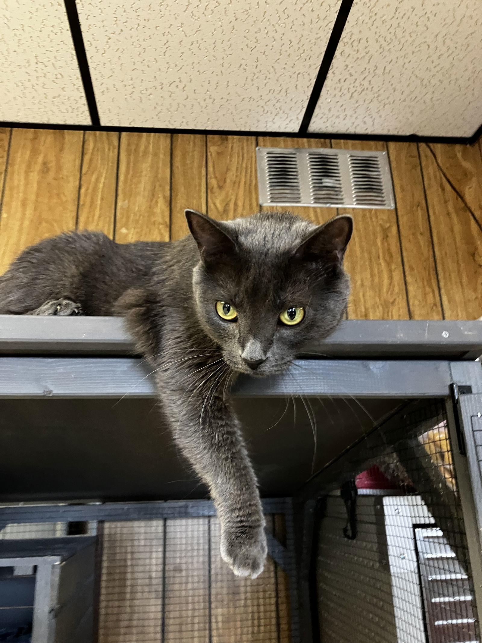 Angelica, an adoptable Domestic Short Hair in Laramie, WY, 82073 | Photo Image 2