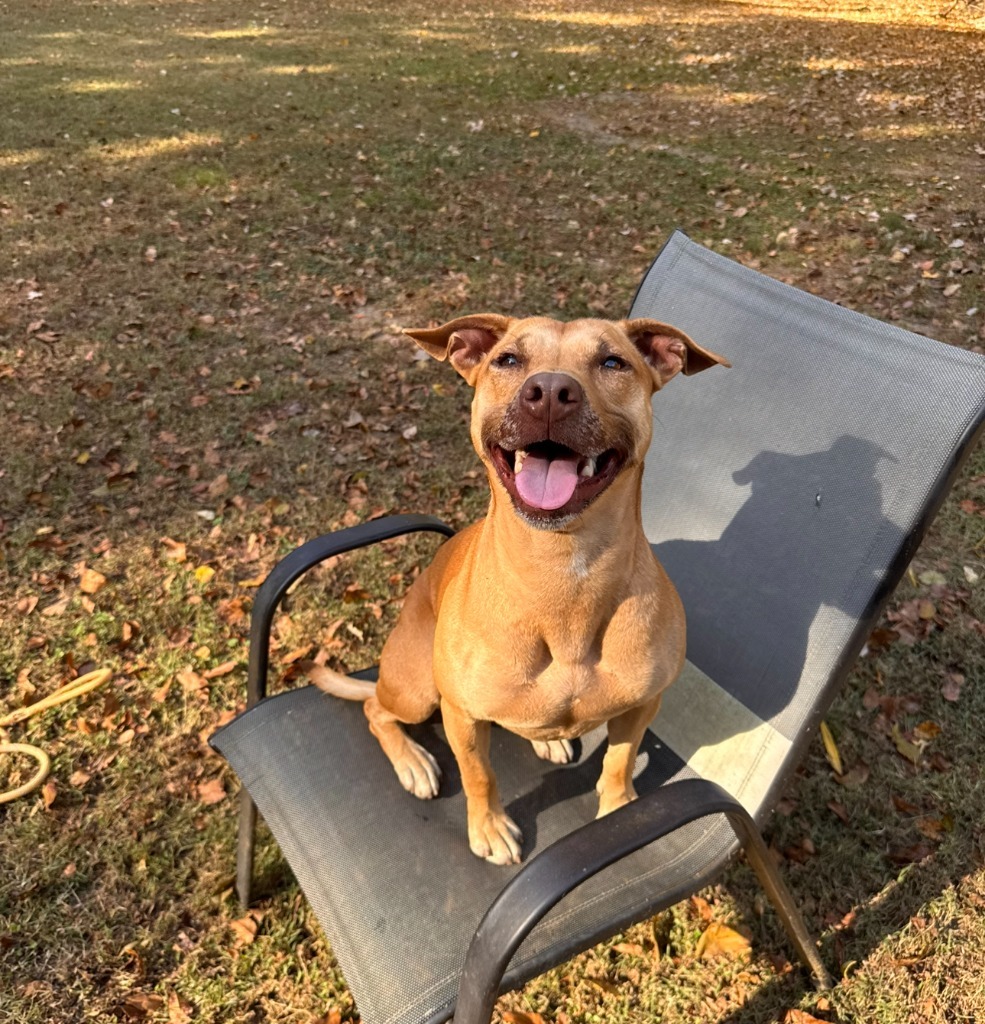 Galaga, an adoptable Pit Bull Terrier in Berlin, MD, 21811 | Photo Image 1