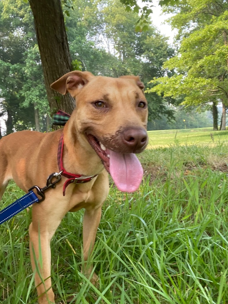 Galaga, an adoptable Pit Bull Terrier in Berlin, MD, 21811 | Photo Image 2
