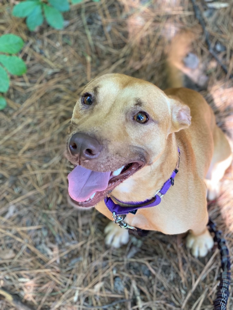 Galaga, an adoptable Pit Bull Terrier in Berlin, MD, 21811 | Photo Image 3